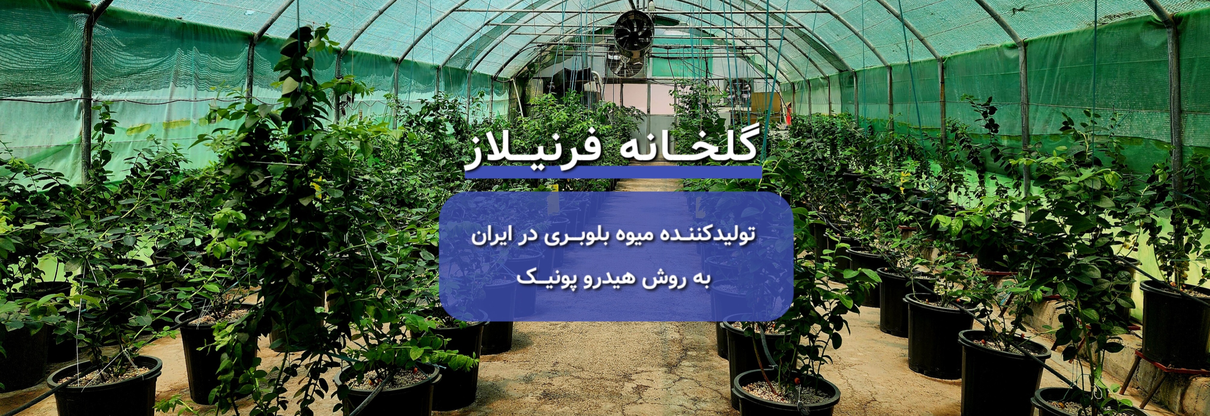 گلخانه فرنیلاز| گلخانه تولید میوه بلوبری