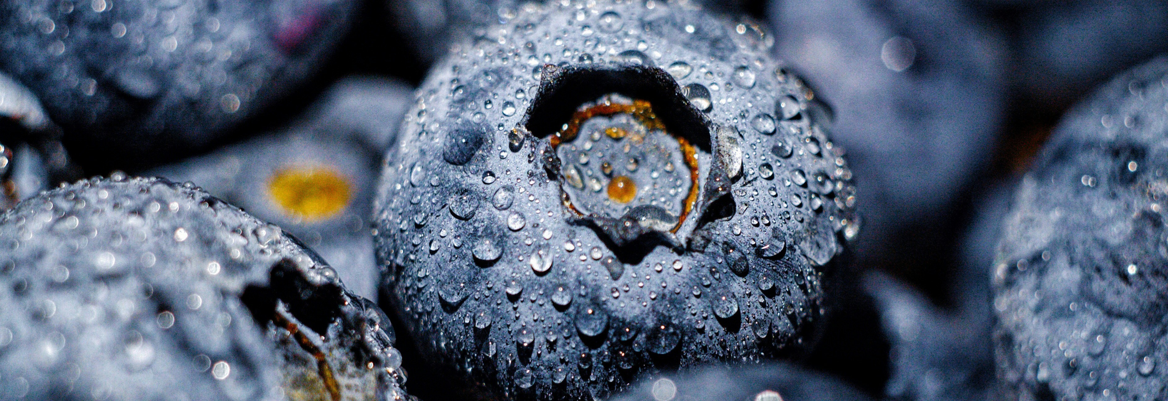 میوه بلوبری