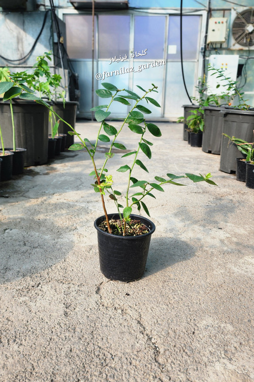 نهال بلوبری