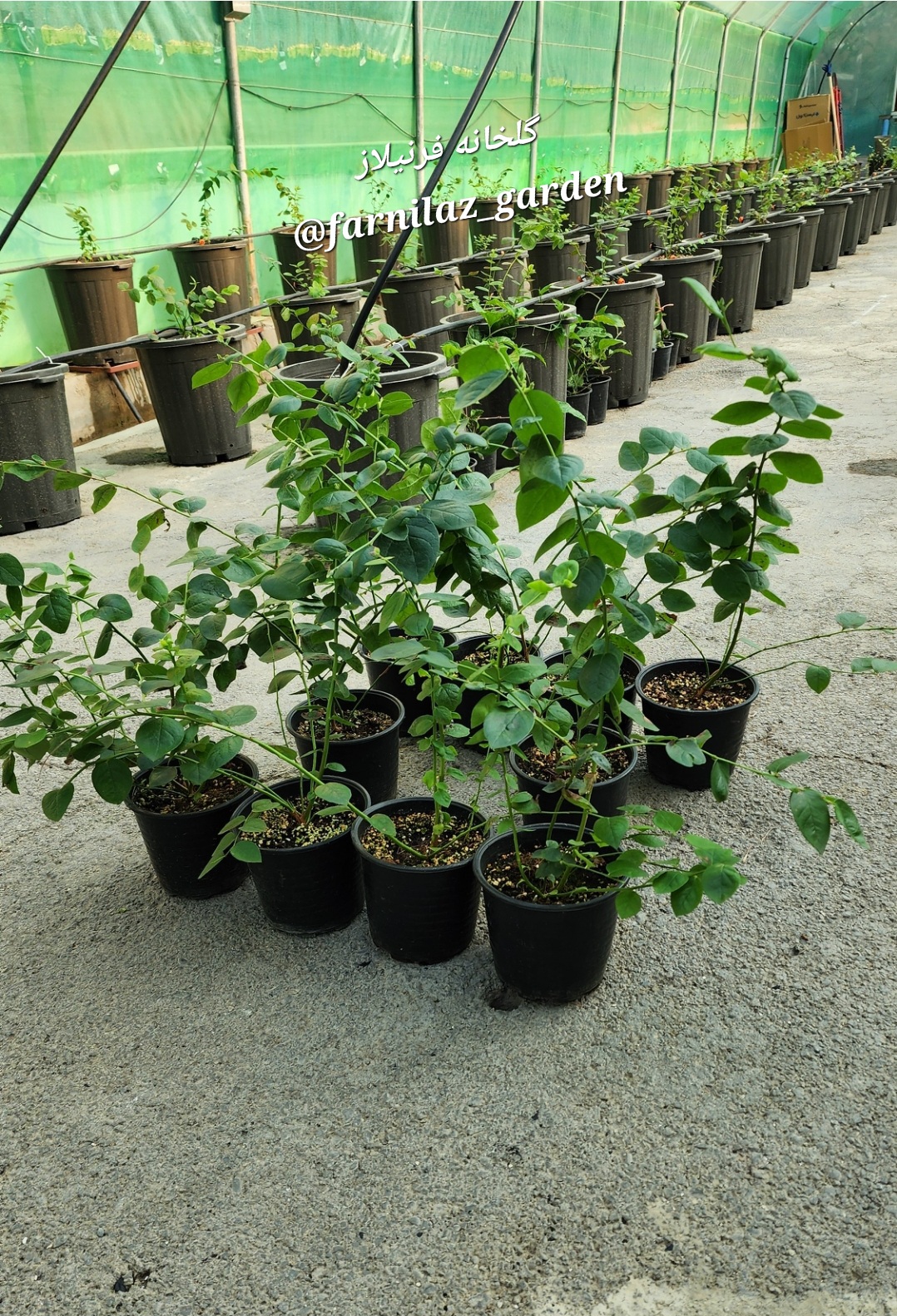 نهال بلوبری