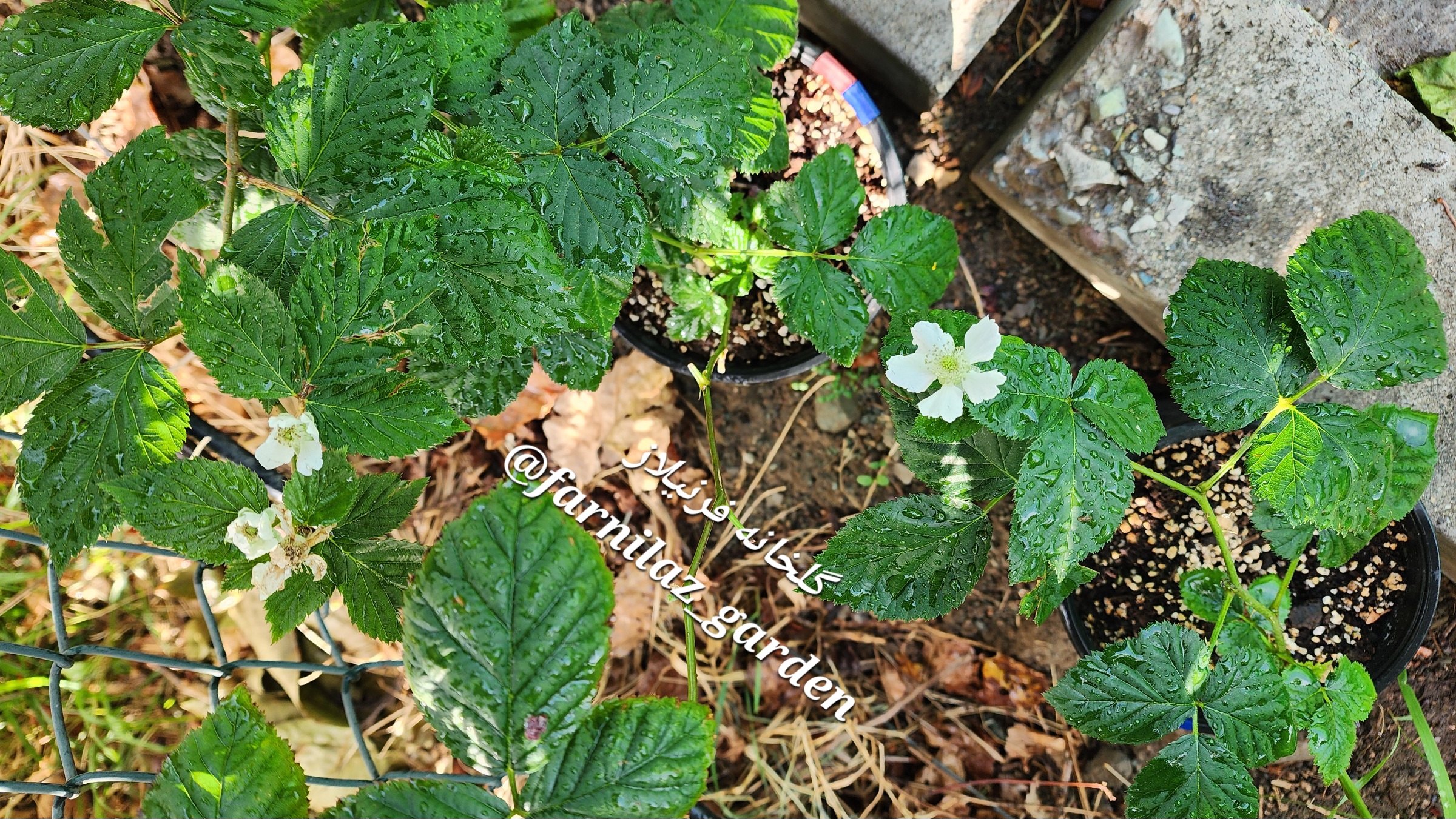 نهال بلکبری