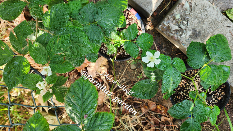 نهال بلکبری