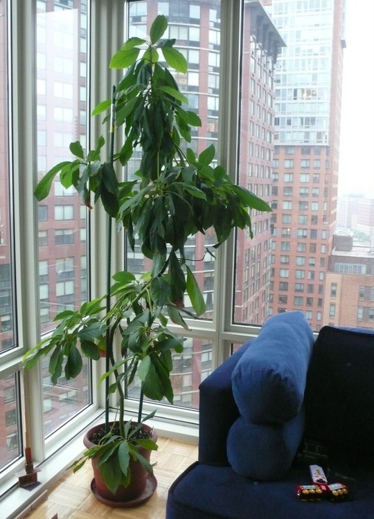 گیاه آووکادو در آپارتمان