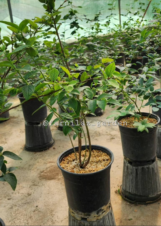 نهال بلوبری ۴ ساله