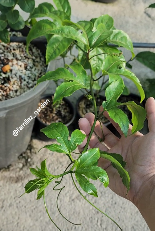 نهال پشنفروت