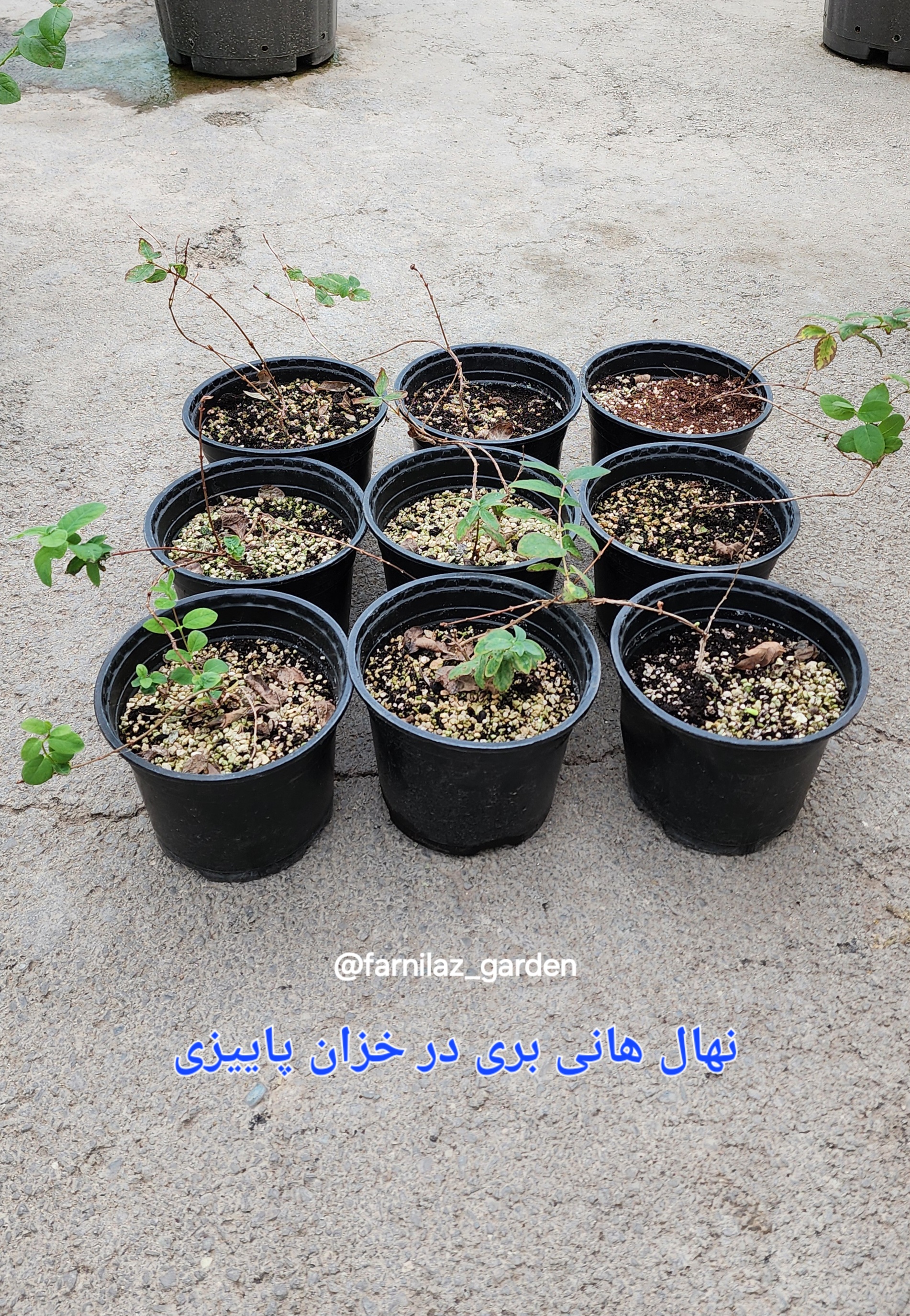 نهال هانی بری