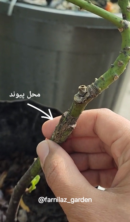 محل پیوند جوش خورده نهال آووکادو