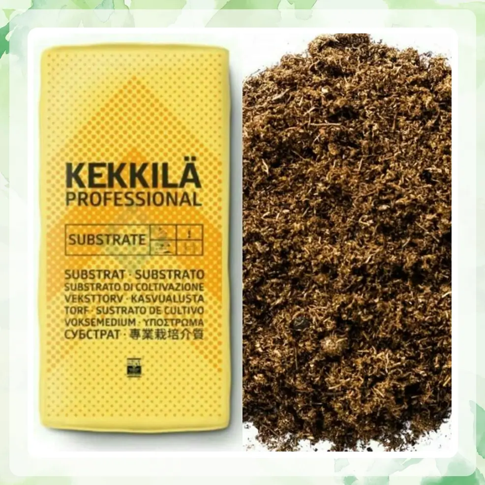 پیت ماس ککیلا