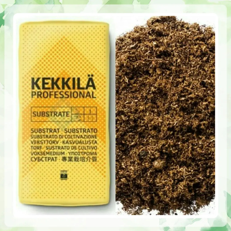 پیت ماس ککیلا