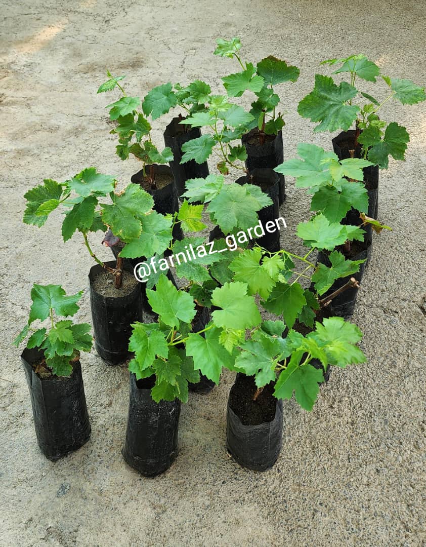 نهال سوئیت شاپر