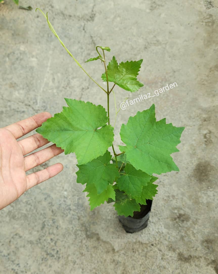 نهال موندراپ