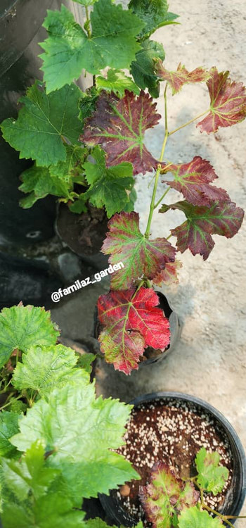 نهال انگور سوئیت شاپر