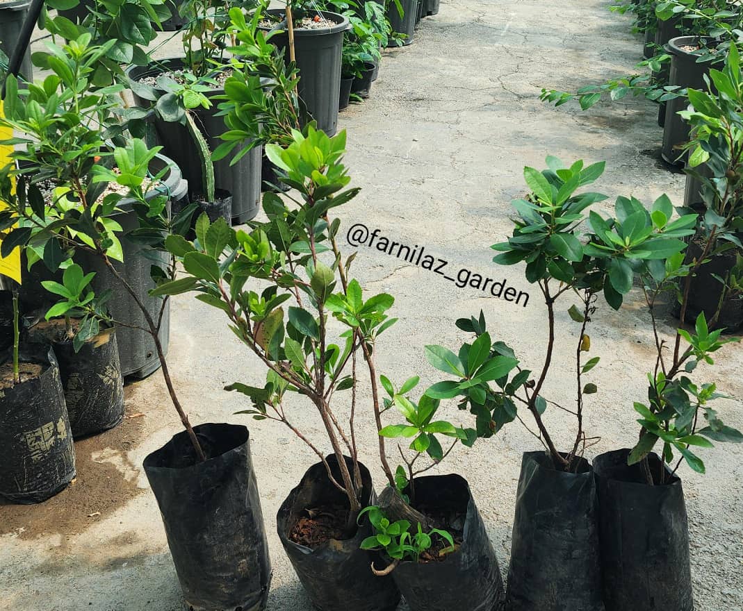 نهال آربوتوس میوه دار