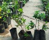 نهال آربوتوس میوه دار