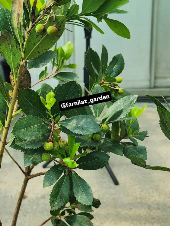 نهال توت فرنگی درختی میوه دار