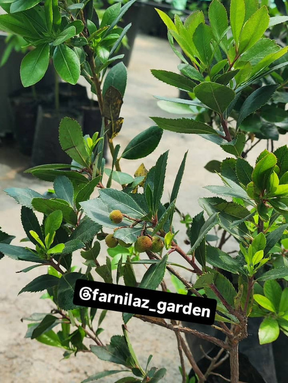 نهال آربوتوس گلخانه فرنیلاز