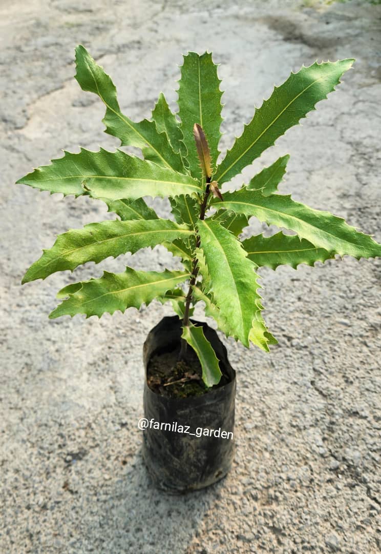 نهال ماکادمیا