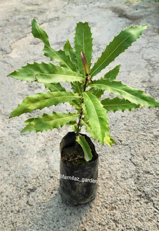 نهال ماکادمیا