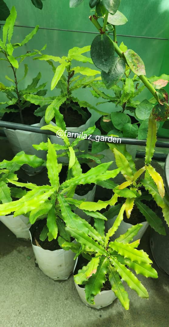 نهال ماکادمیا