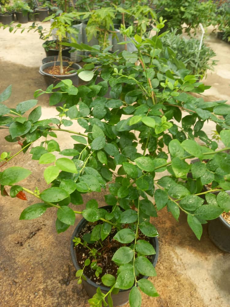 نهال بلوبری ۴ ساله