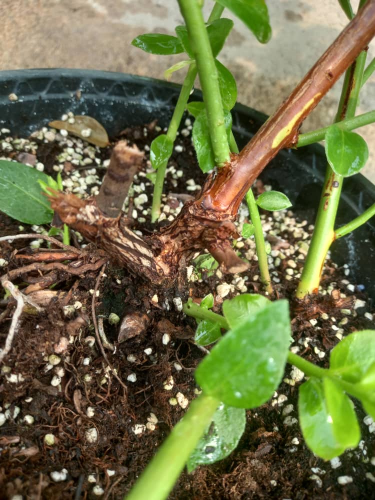 نهال بلوبری ۴ ساله