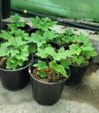 نهال ردکارنت قرمز