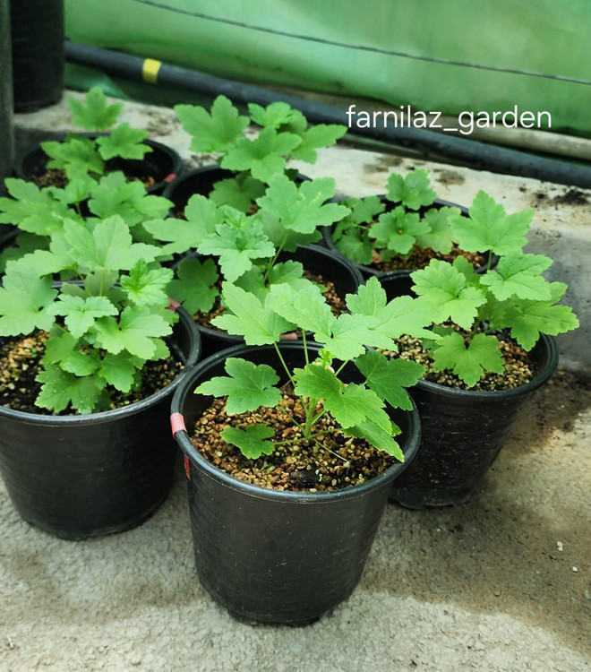 نهال ردکارنت قرمز