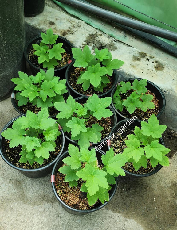 نهال ردکارنت قرمز