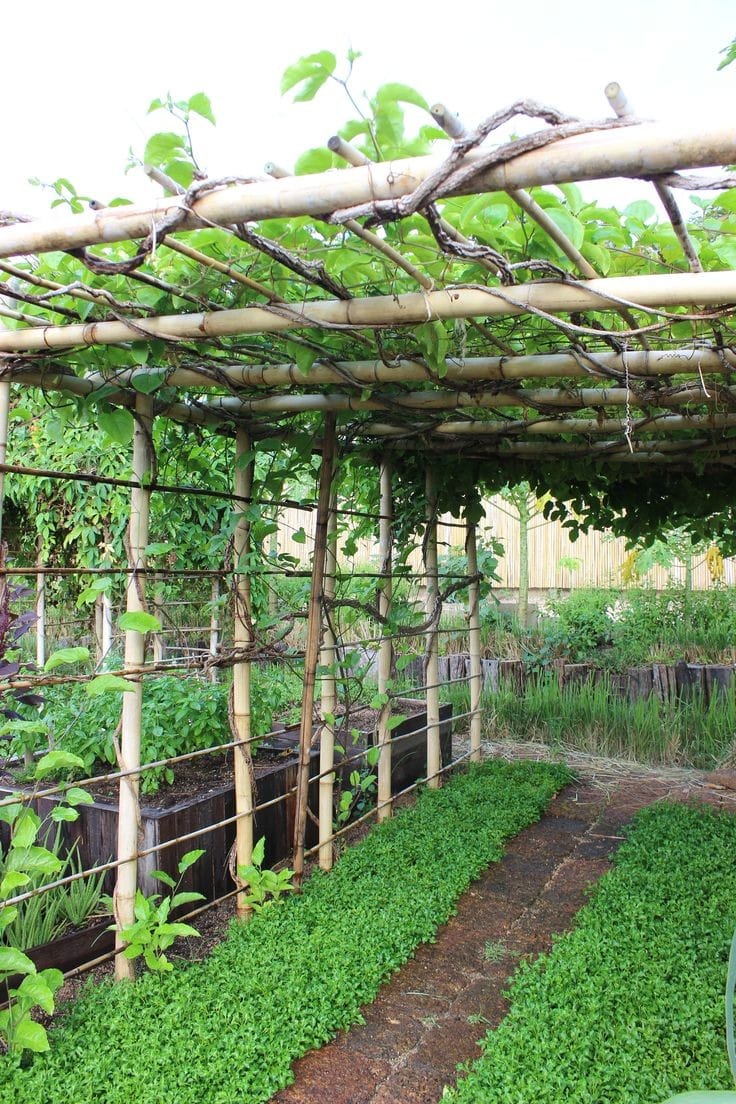 داربست برای پشن فروت