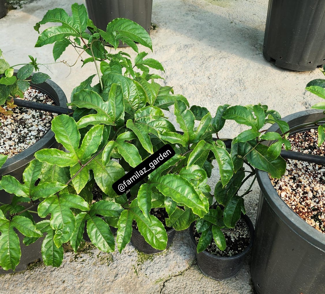 نهال پشن فروت ارغوانی