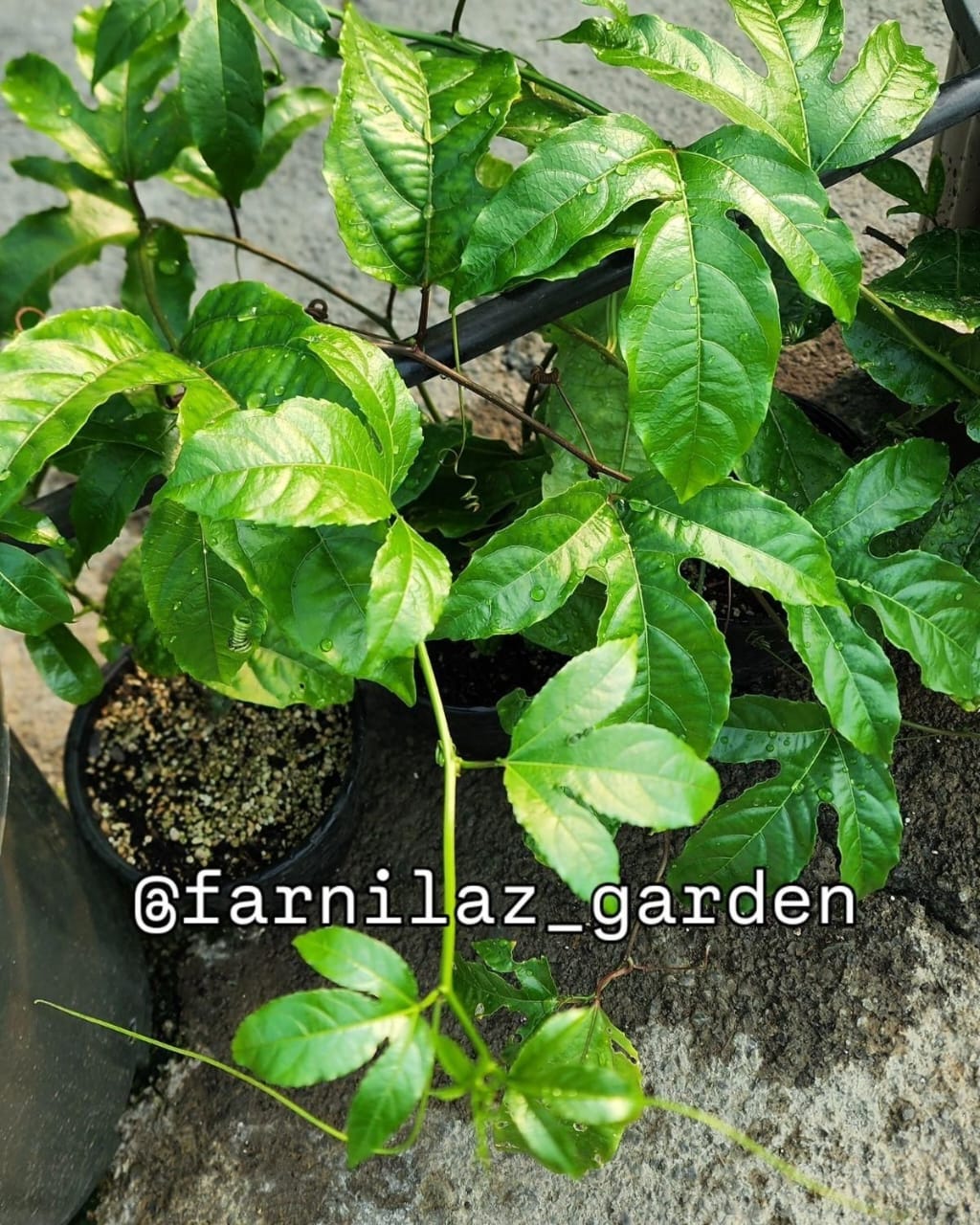 نهال پشن فروت ارغوانی