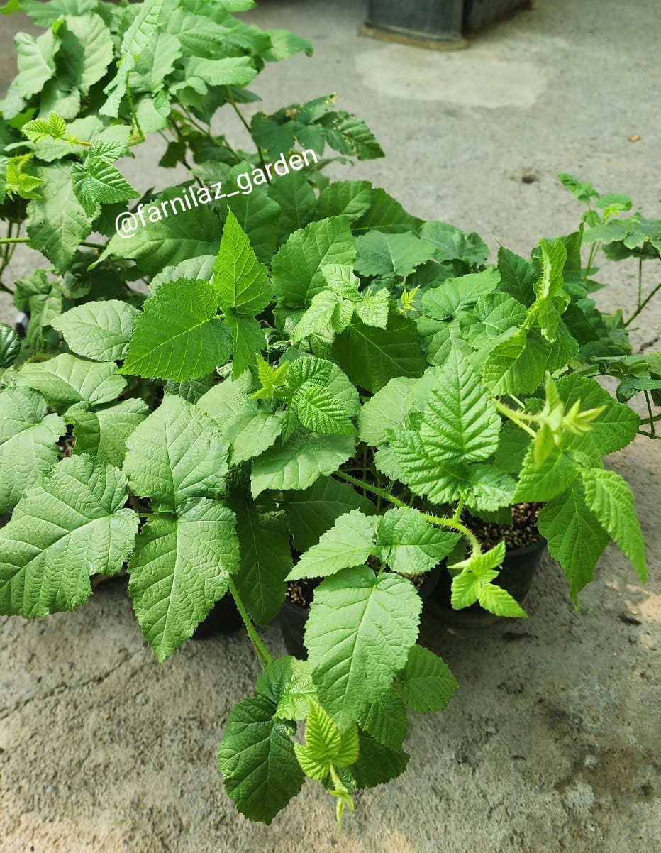 نهال لوگانبری