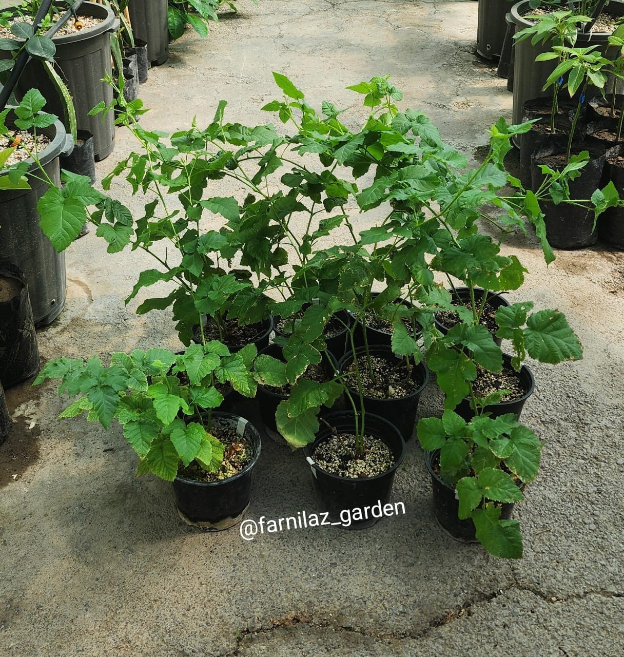 نهال لوگان بری