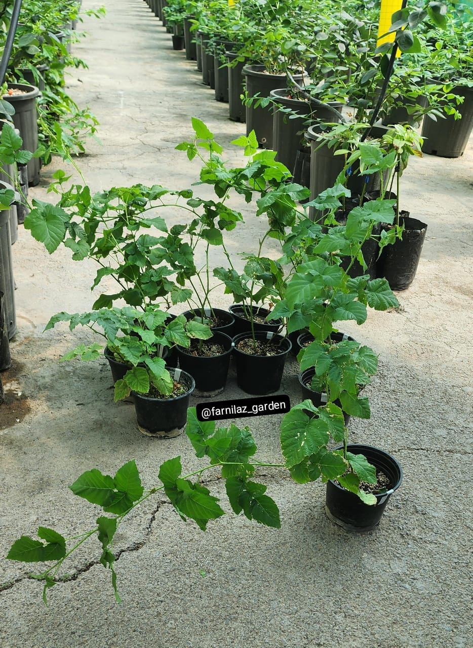 نهال لوگانبری