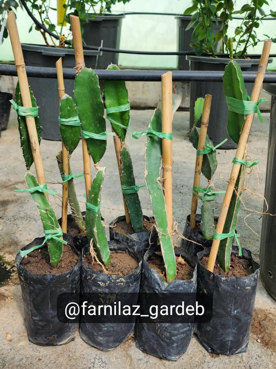 نهال دراگون فروت