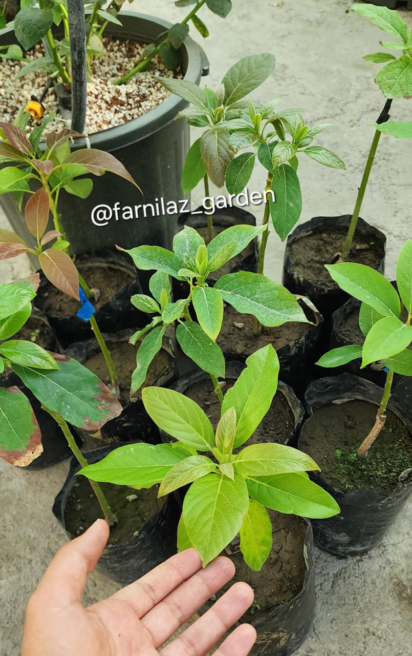 نهال آووکادو پیوندی