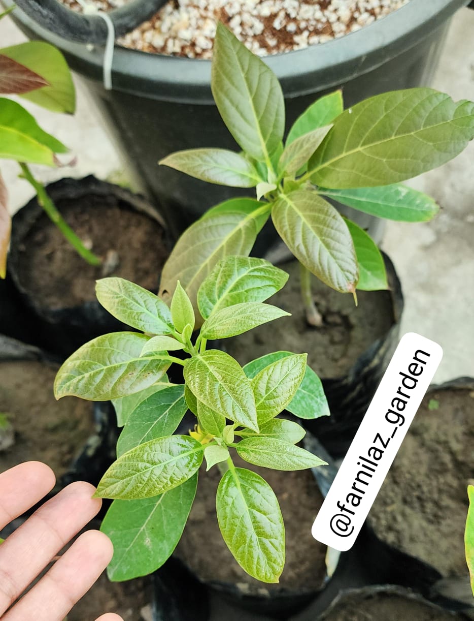 نهال آووکادو پیوندی