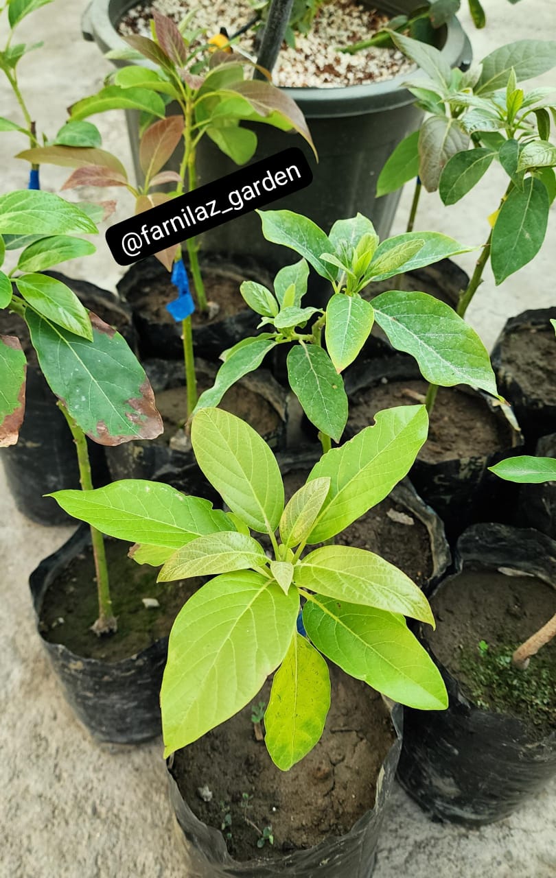 نهال آووکادو پیوندی