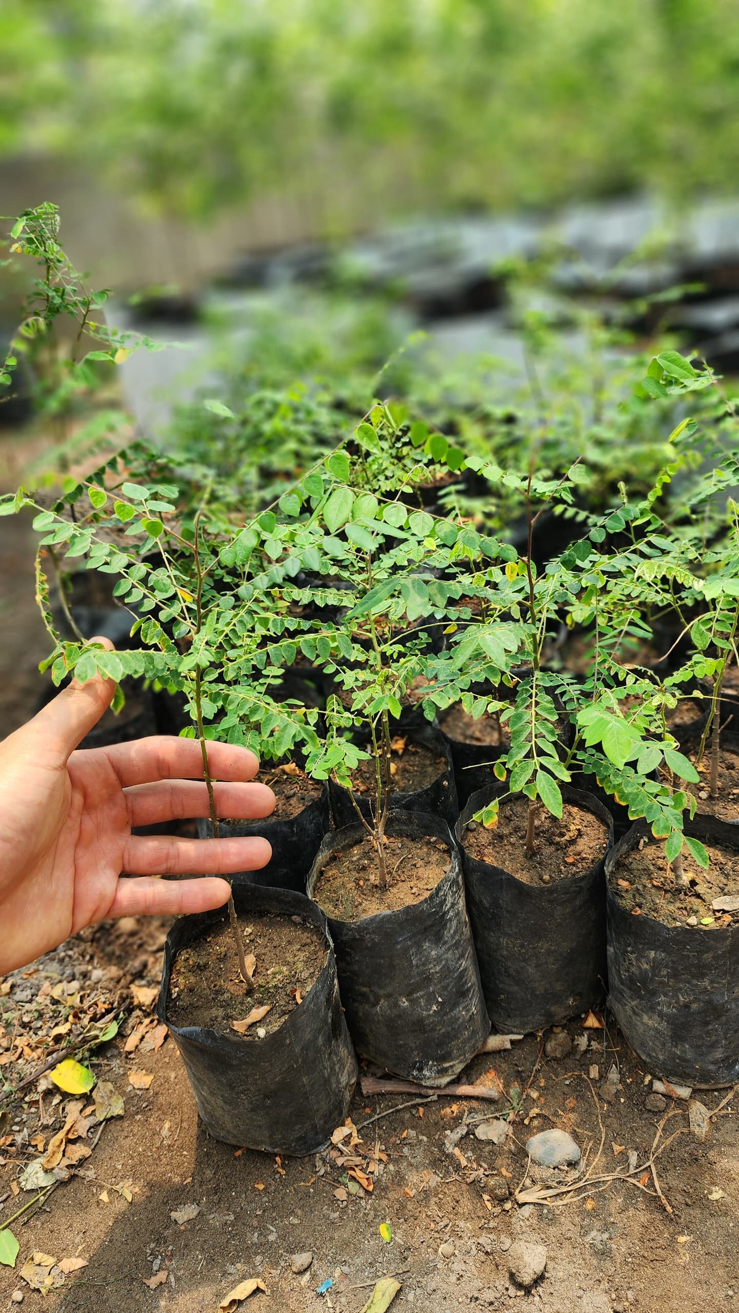 نهال استارفروت