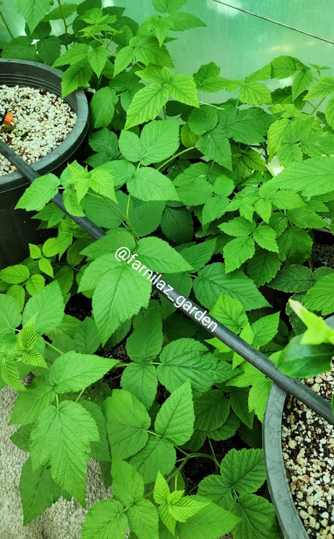 نهال رازبری