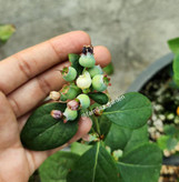 نهال بلوبری