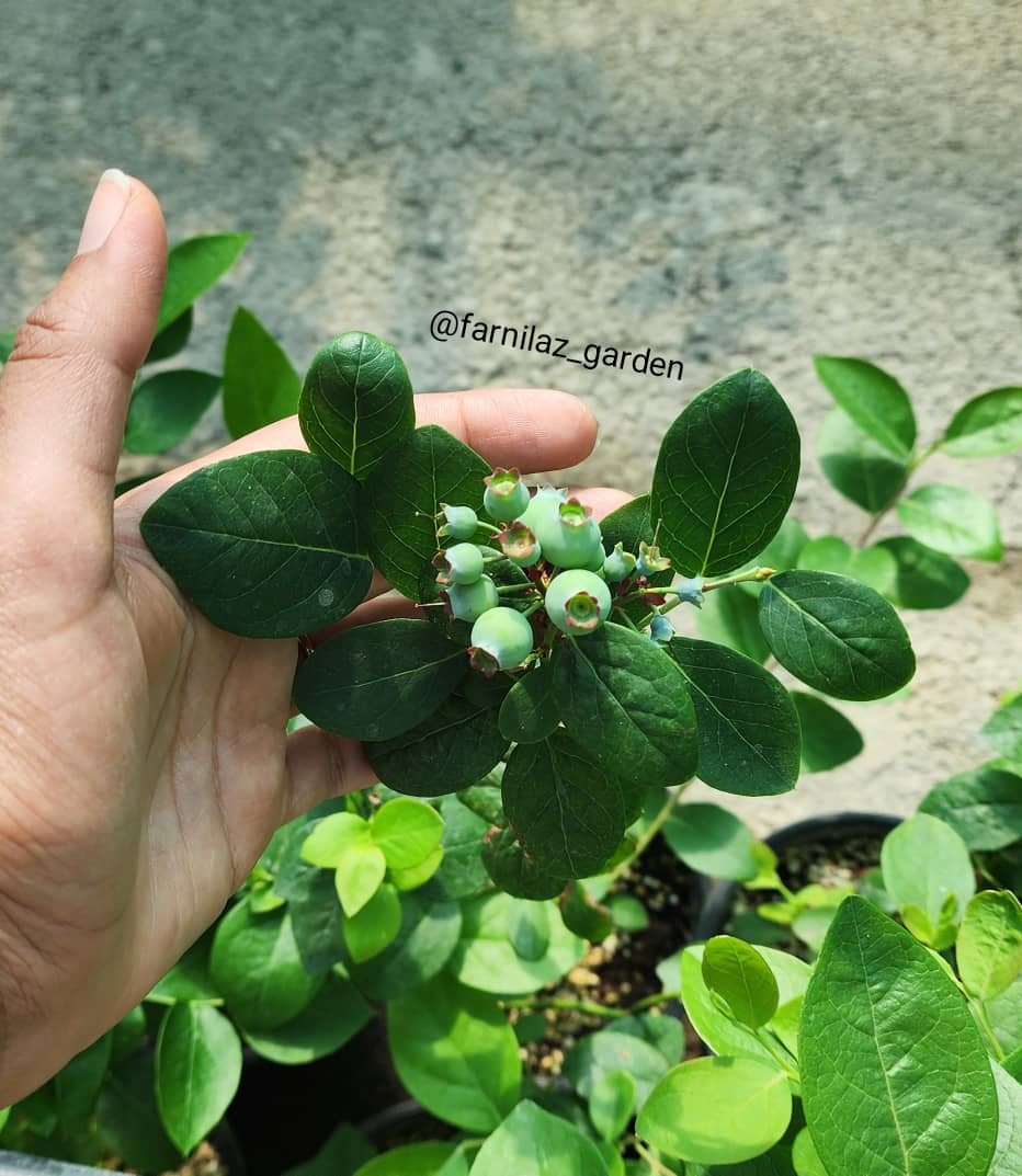 نهال بلوبری