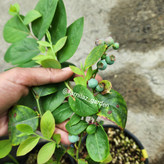 نهال بلوبری