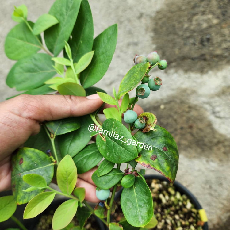 نهال بلوبری