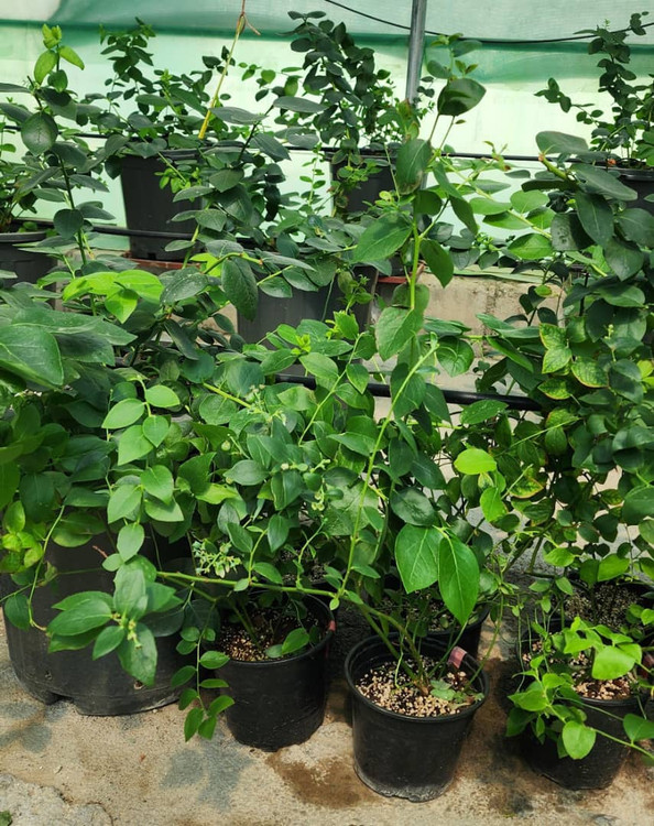 نهال بلوبری