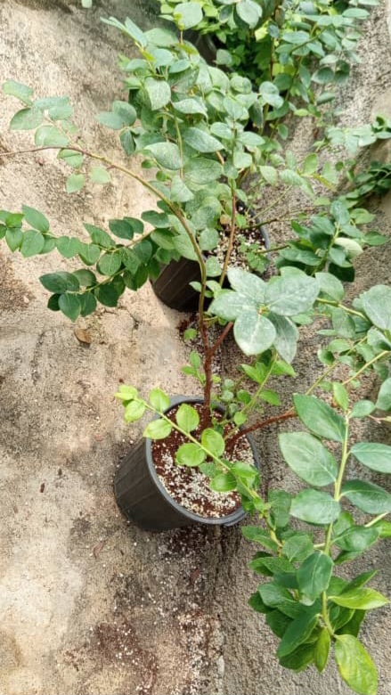 نهال بلوبری ۴ ساله