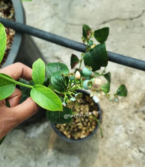 نهال بلوبری