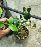 نهال بلوبری