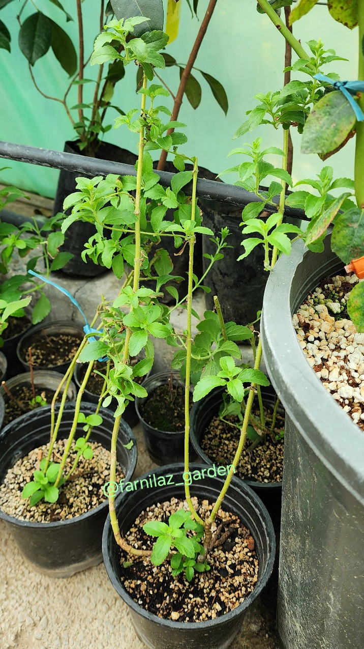 گیاه استویا