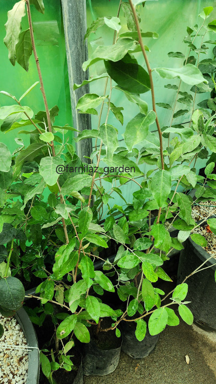 نهال سیلوربری